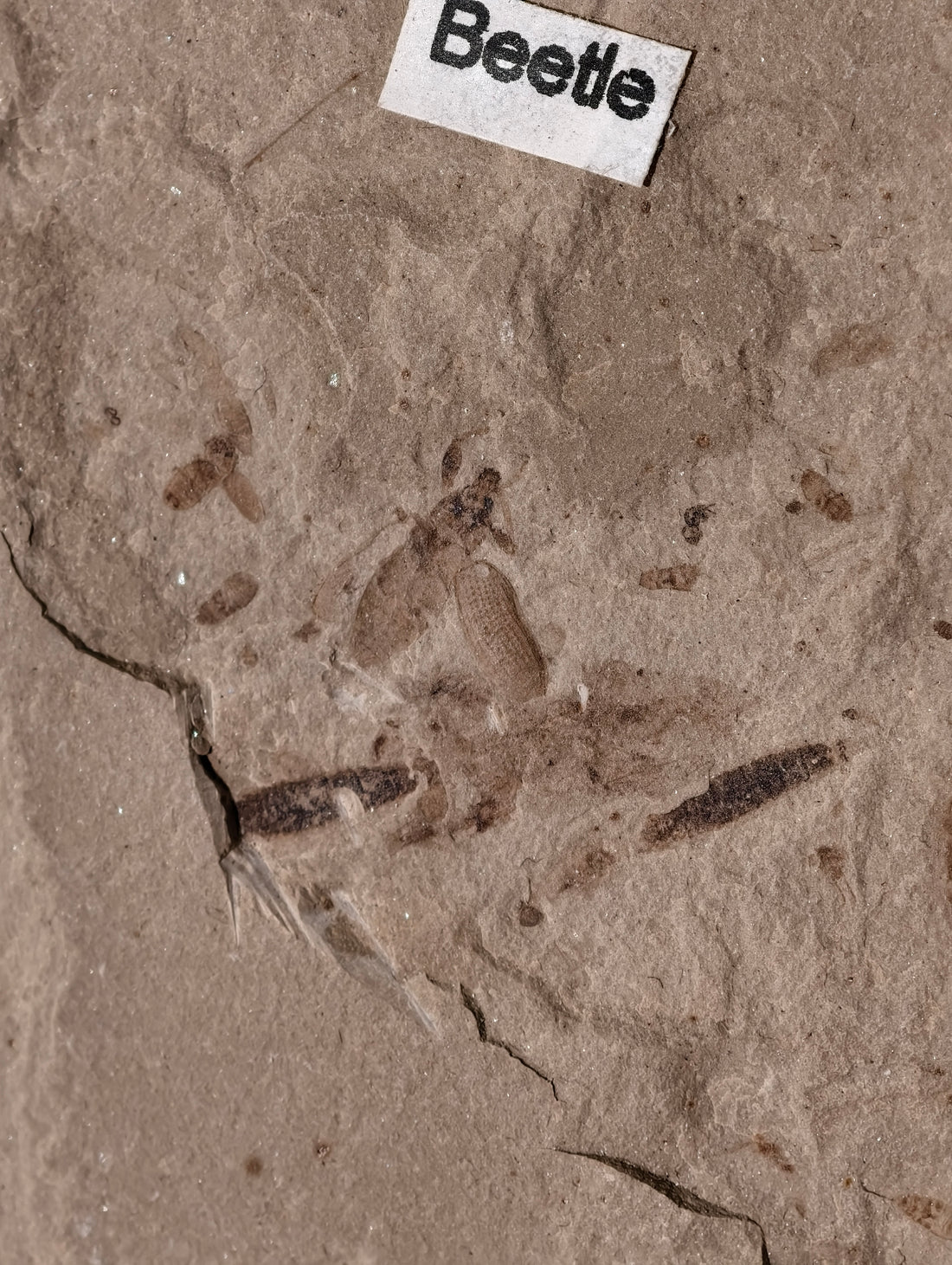 Fossiler Käfer aus den USA auf Matrix 42 Mio. Jahre