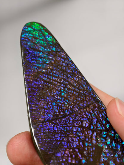 Dragonscale Ammolit Freiform aus Kanada lila/blau