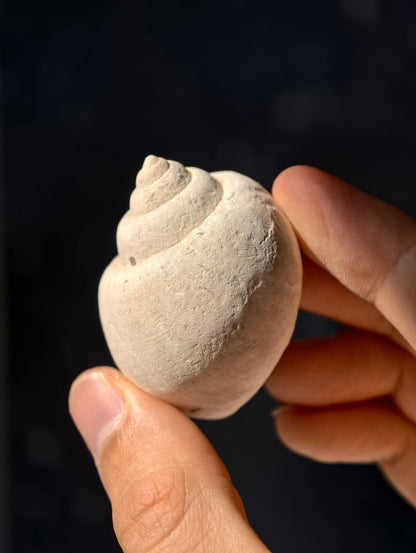 Fossile Meeresschnecke Natica angustata aus Frankreich 28 Mio. Jahre