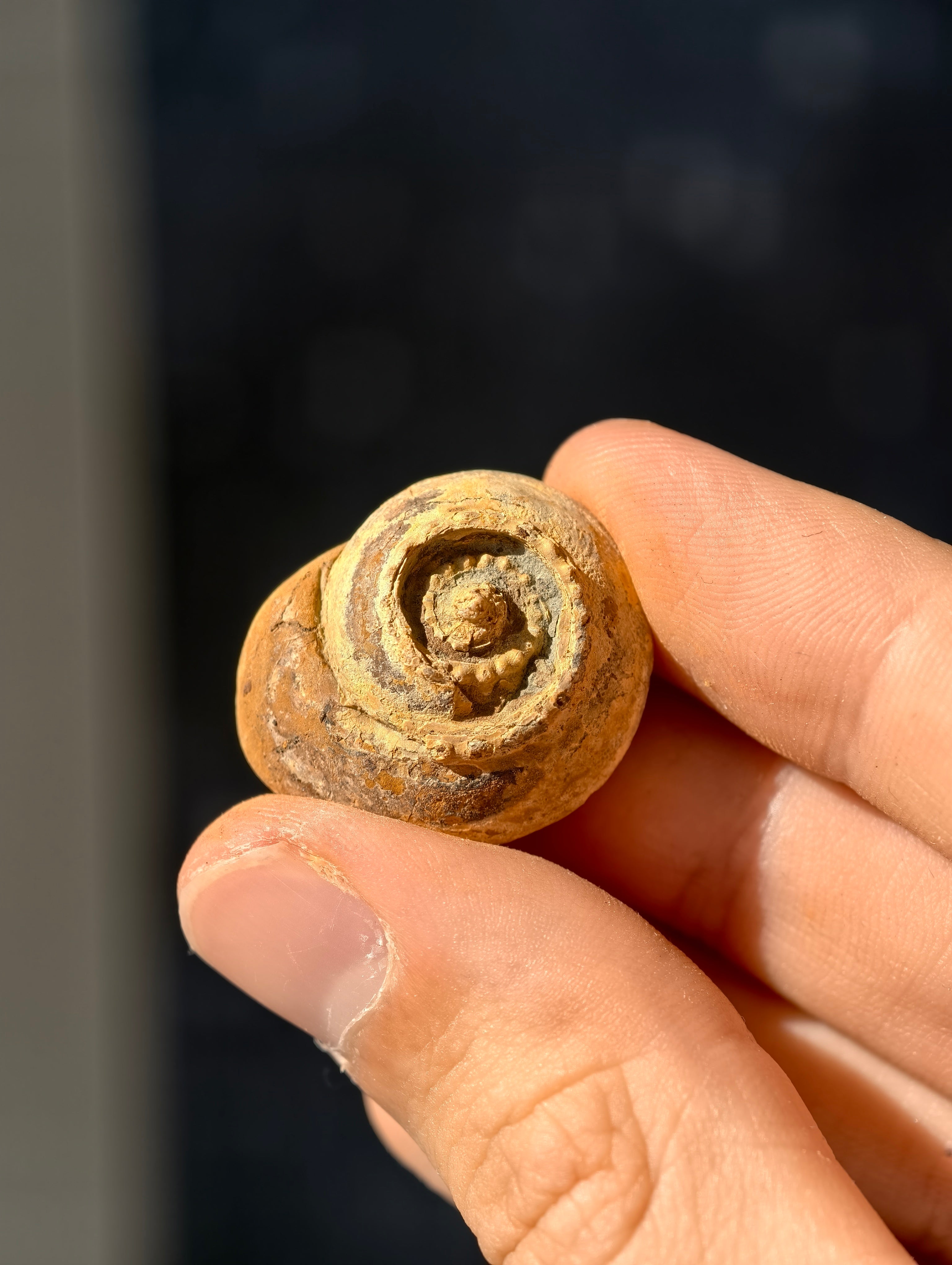Uralte fossile Schnecke Trepospira sp. aus den USA 300 Mio. Jahre