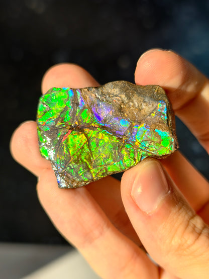 Ammolit Stück aus Kanada