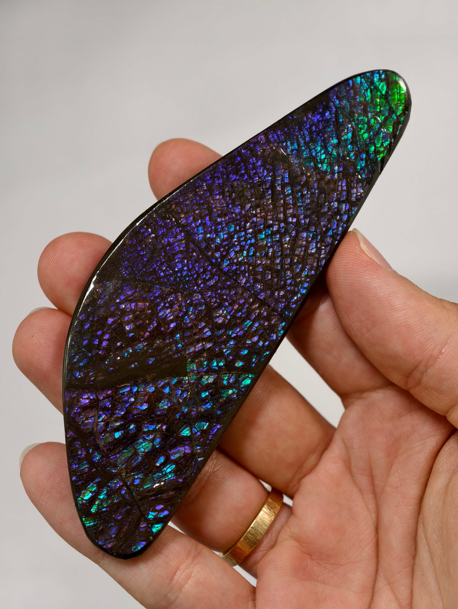 Dragonscale Ammolit Freiform aus Kanada lila/blau
