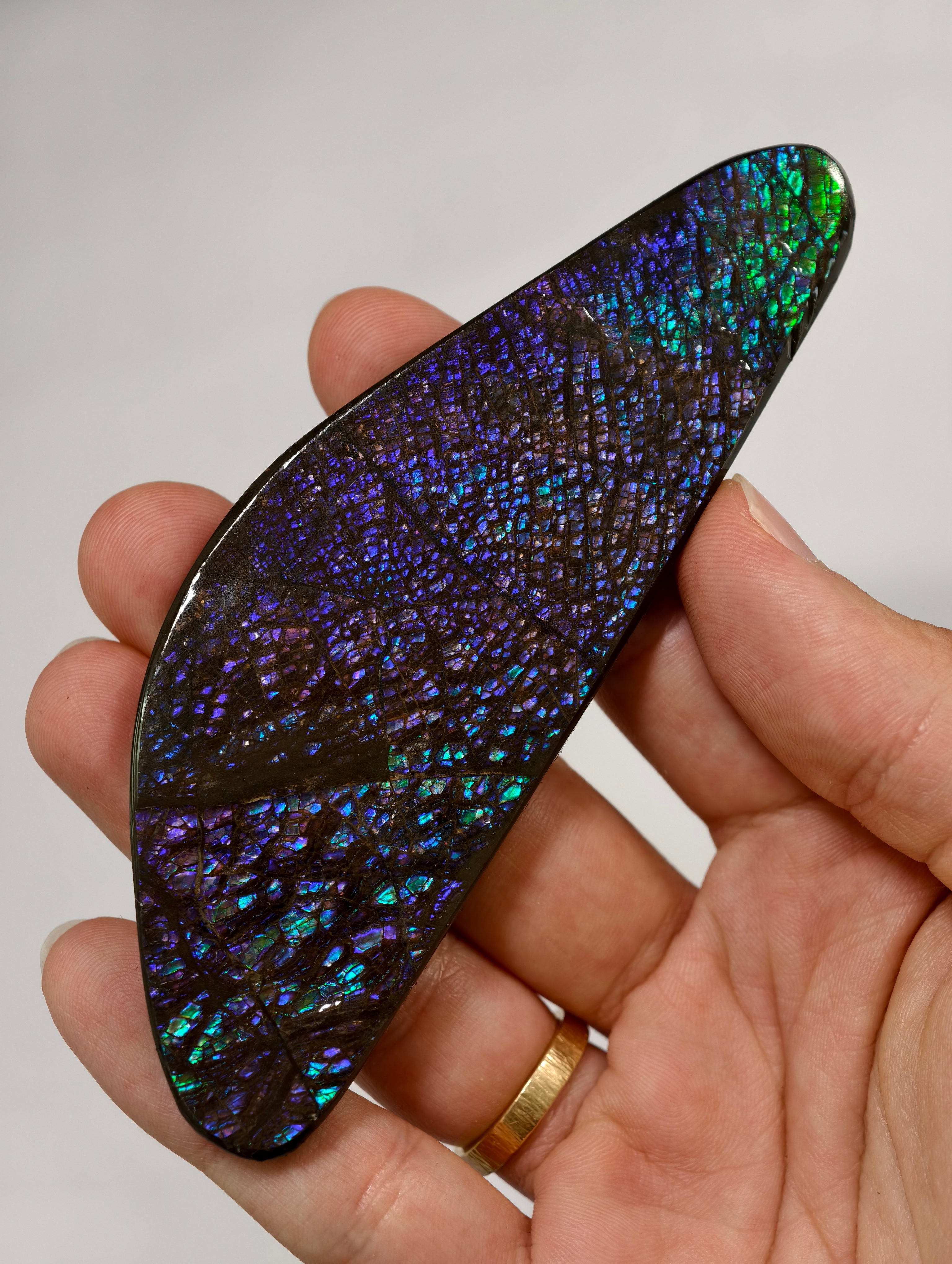 Dragonscale Ammolit Freiform aus Kanada lila/blau