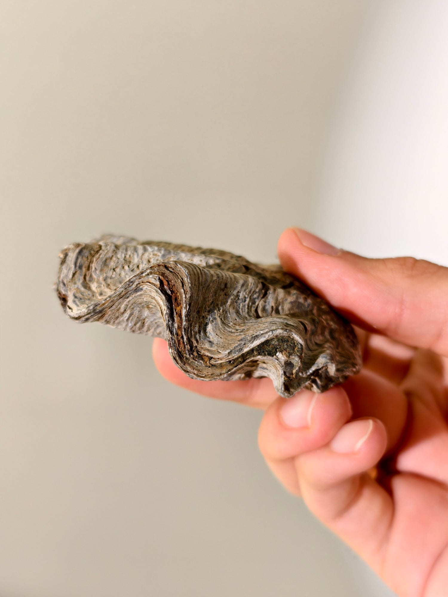 Fossile Riff-Auster Nicaisolopha nicasei aus Peru 77 Mio. Jahre