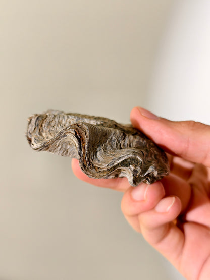 Fossile Riff-Auster Nicaisolopha nicasei aus Peru 77 Mio. Jahre