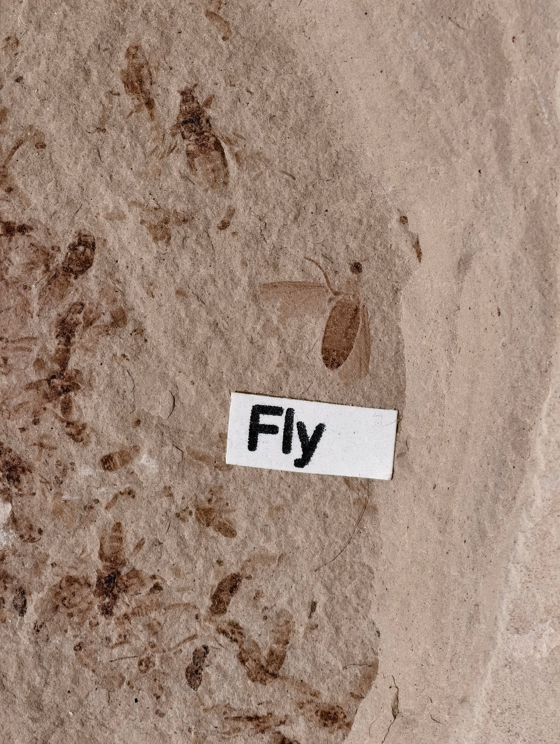 Fossile Fliege aus den USA auf Matrix 42 Mio. Jahre