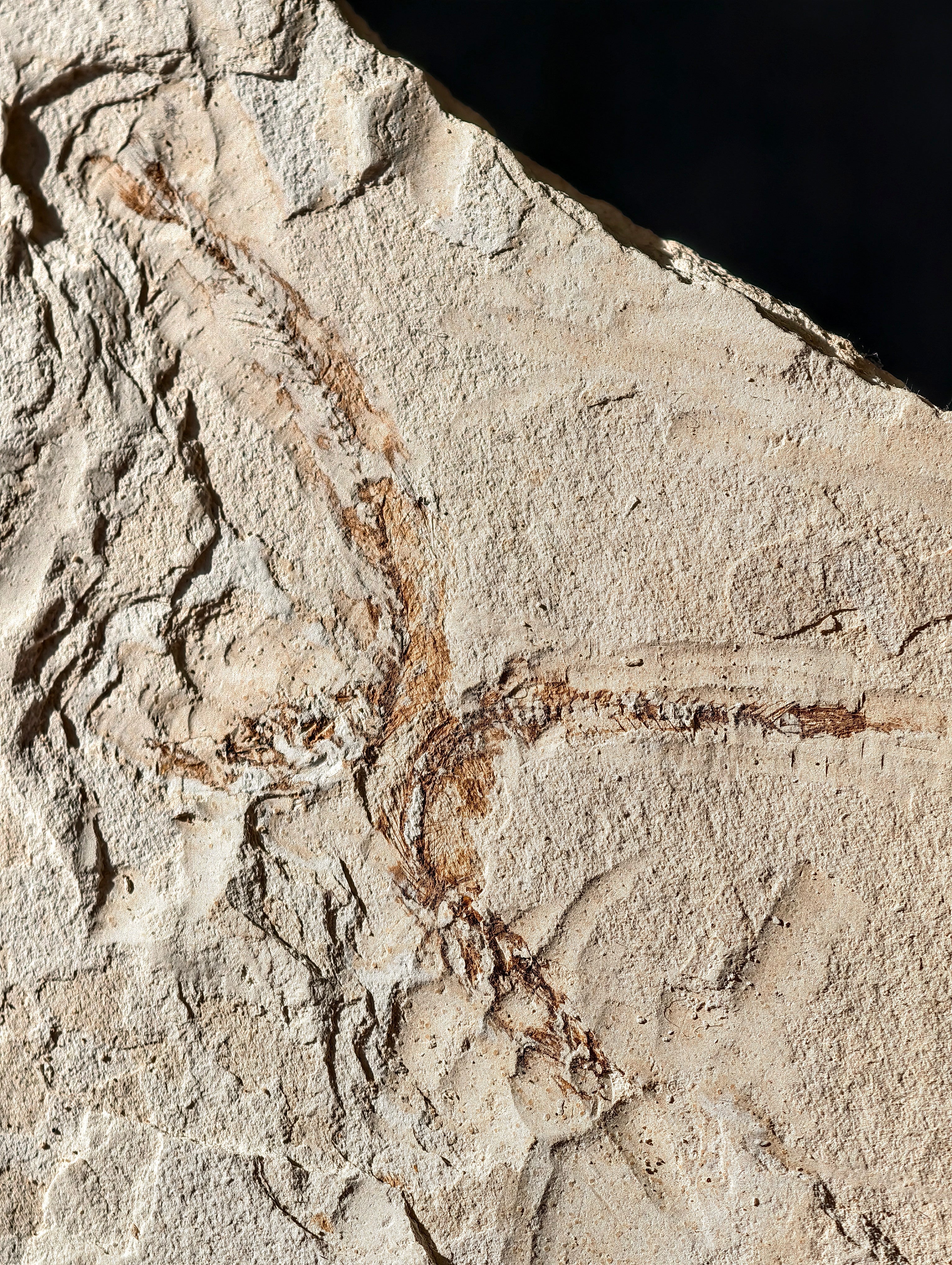 Fisch-Fossil Signatus sp. aus Spanien (Neuer Fund) 7 Mio. Jahre