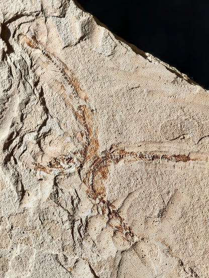 Fisch-Fossil Signatus sp. aus Spanien (Neuer Fund) 7 Mio. Jahre