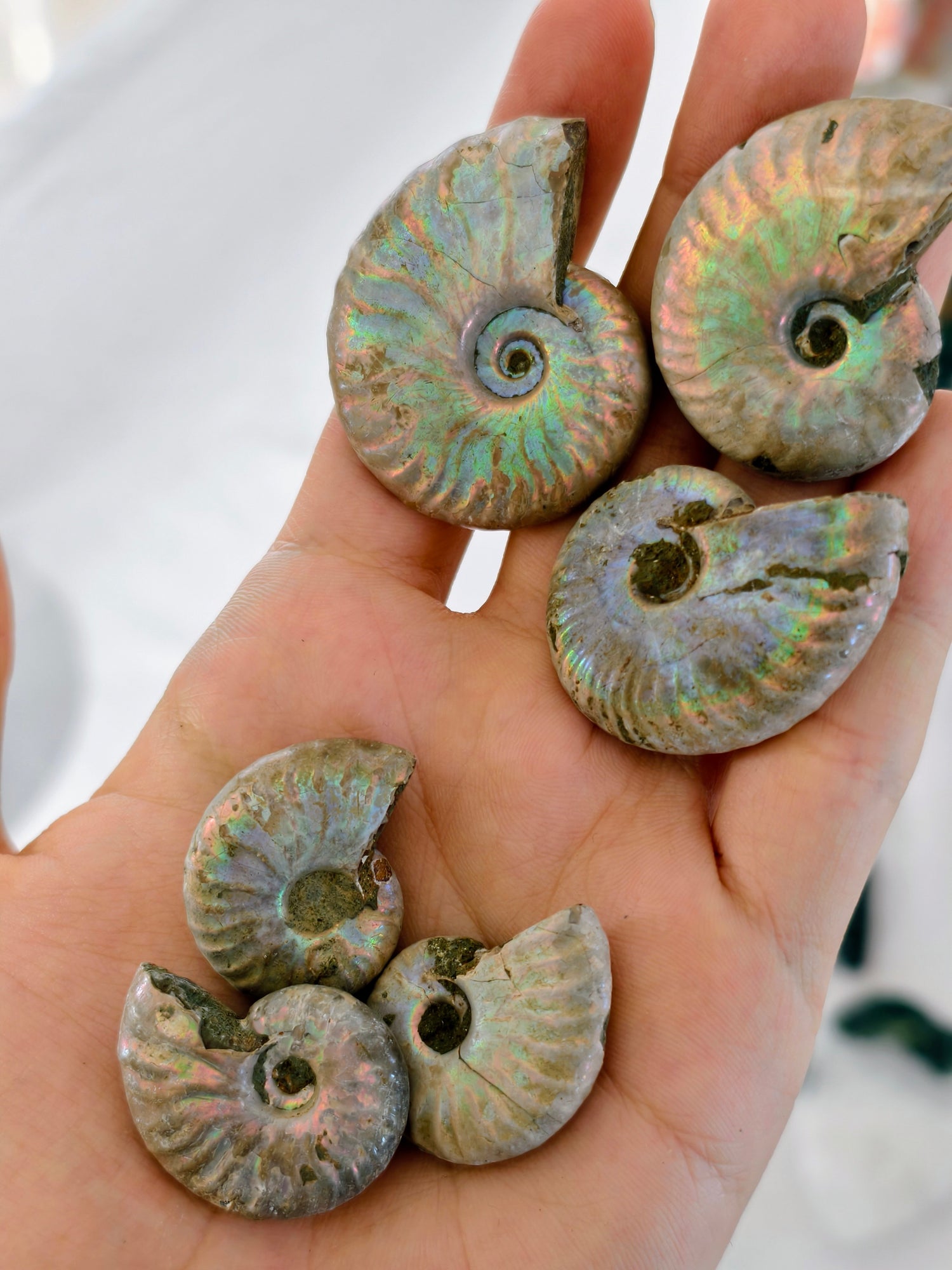 Regenbogen Ammoniten Fossil (natürlich irisierend)