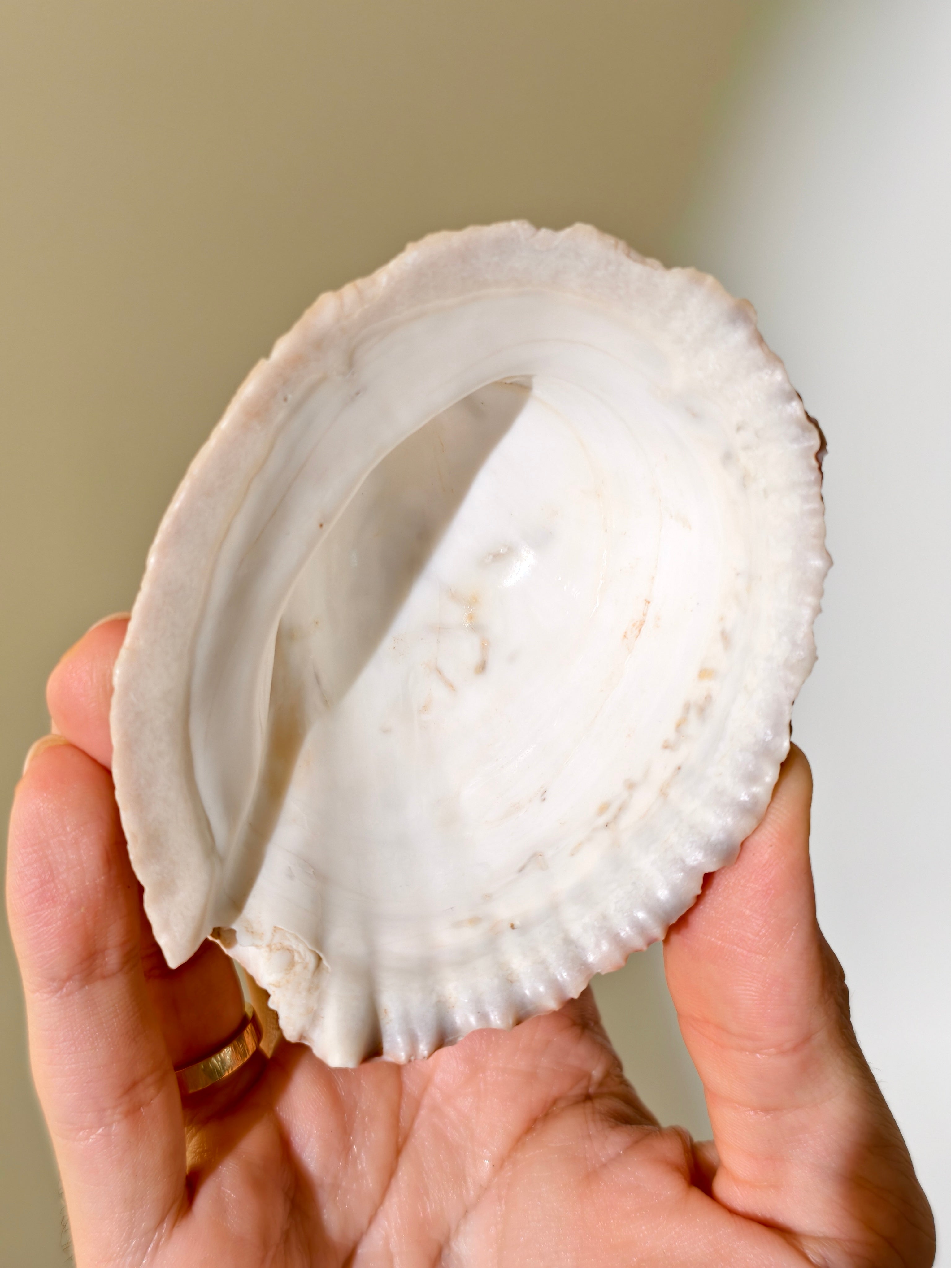 Fossile „Loco“-Schnecke mit Seepocken: Concholepas patagonicus aus Chile 3 Mio. Jahre