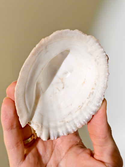 Fossile „Loco“-Schnecke mit Seepocken: Concholepas patagonicus aus Chile 3 Mio. Jahre