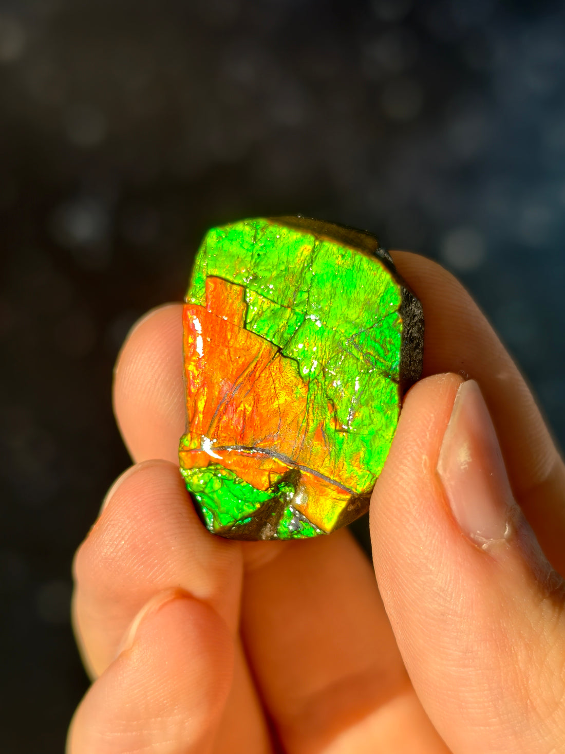 Ammolit Stück aus Kanada