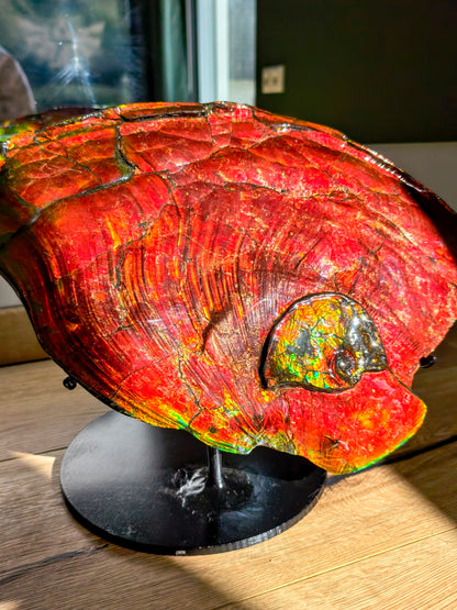 XXL Ammolit Ammonit aus Kanada AA-Qualität (Collector&