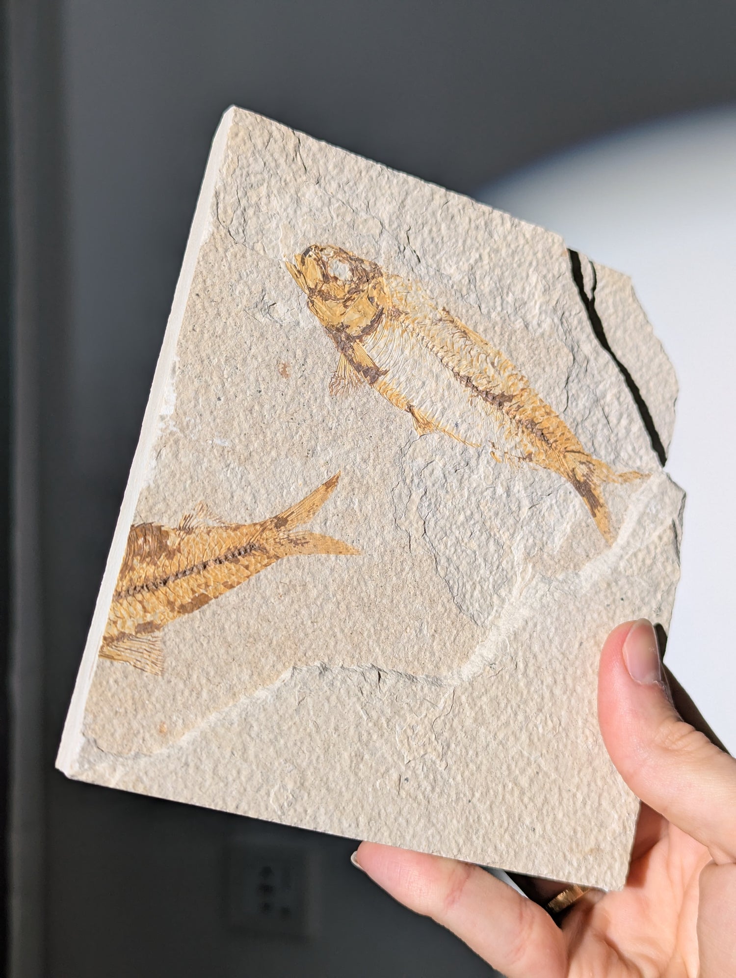 Fisch Fossil (Diplomystus dentatus) aus USA