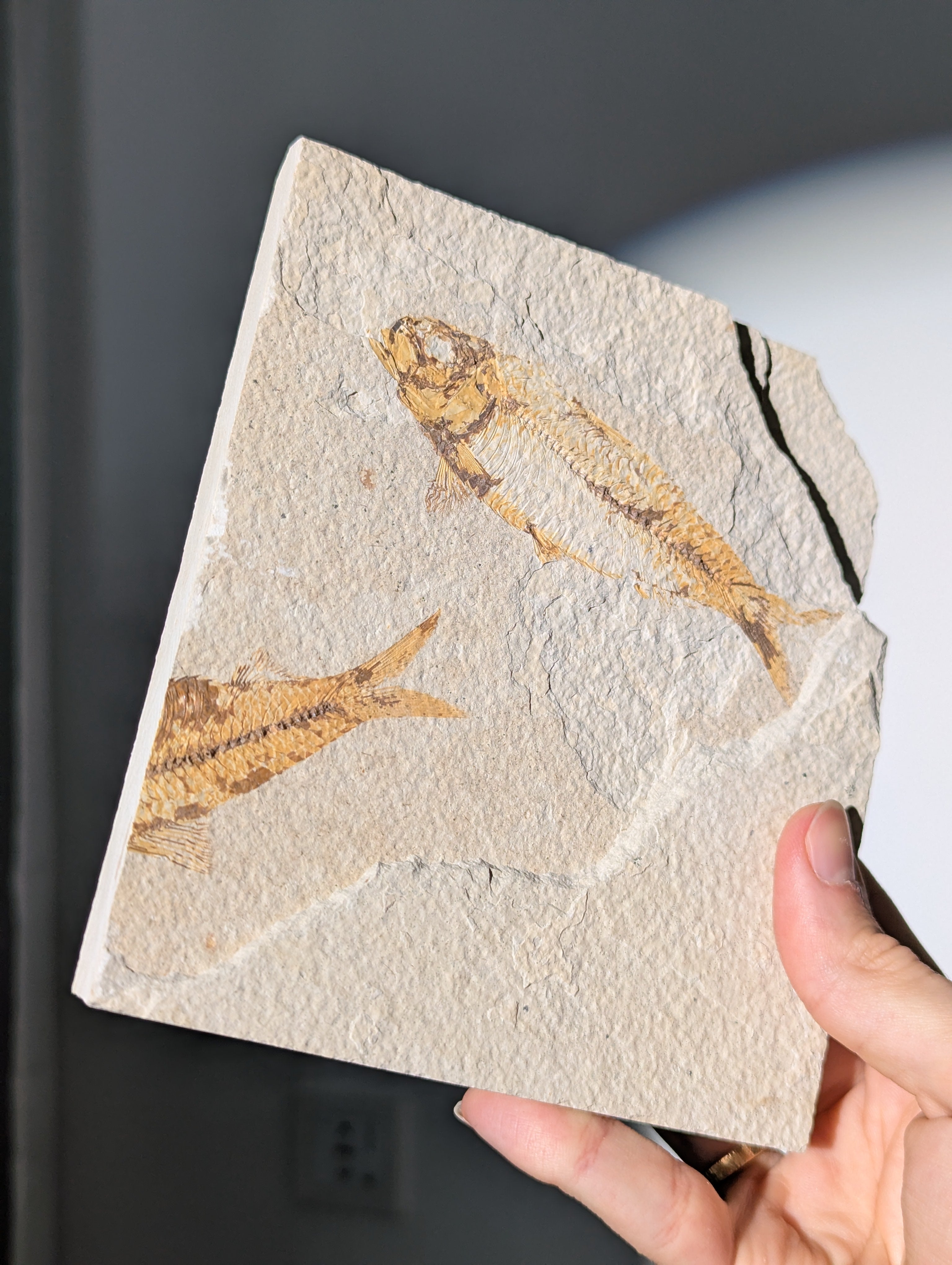 Fisch Fossil (Diplomystus dentatus) aus USA