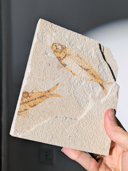 Fisch Fossil (Diplomystus dentatus) aus USA