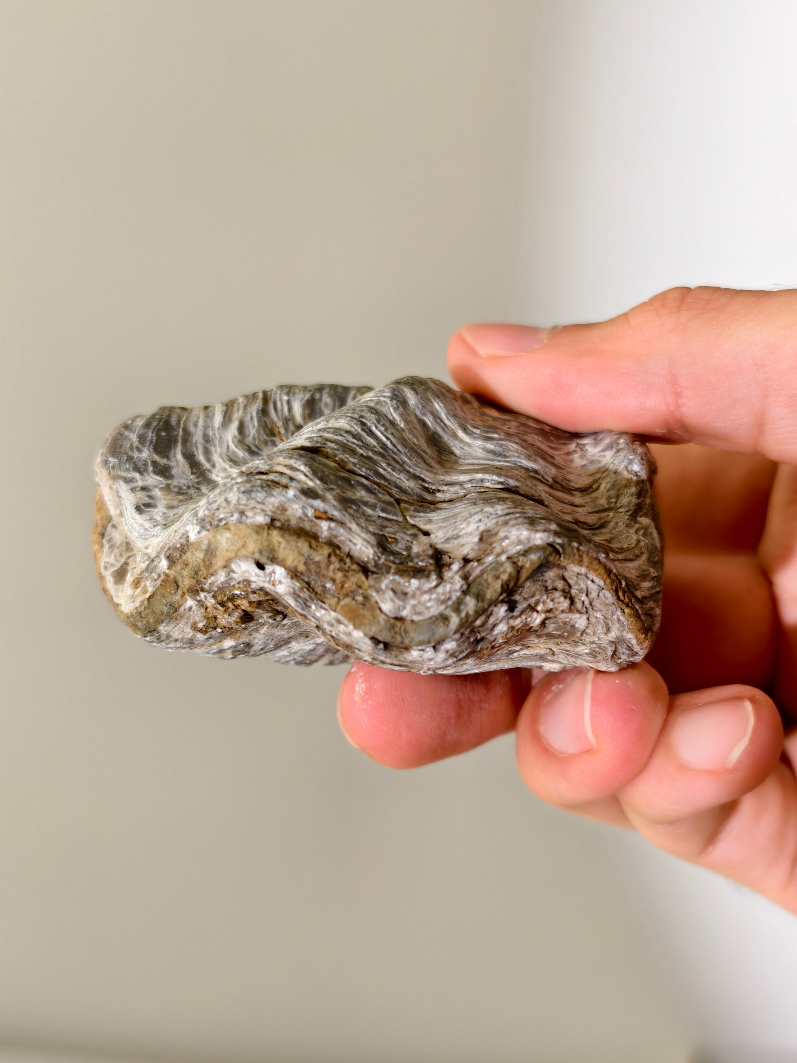 Fossile Riff-Auster Nicaisolopha nicasei aus Peru 77 Mio. Jahre