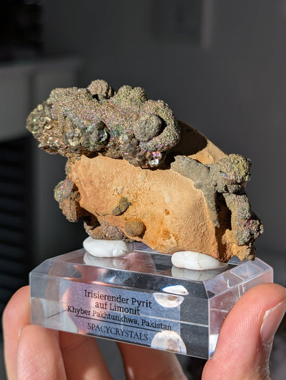 Irisierender Pyrit auf Limonit