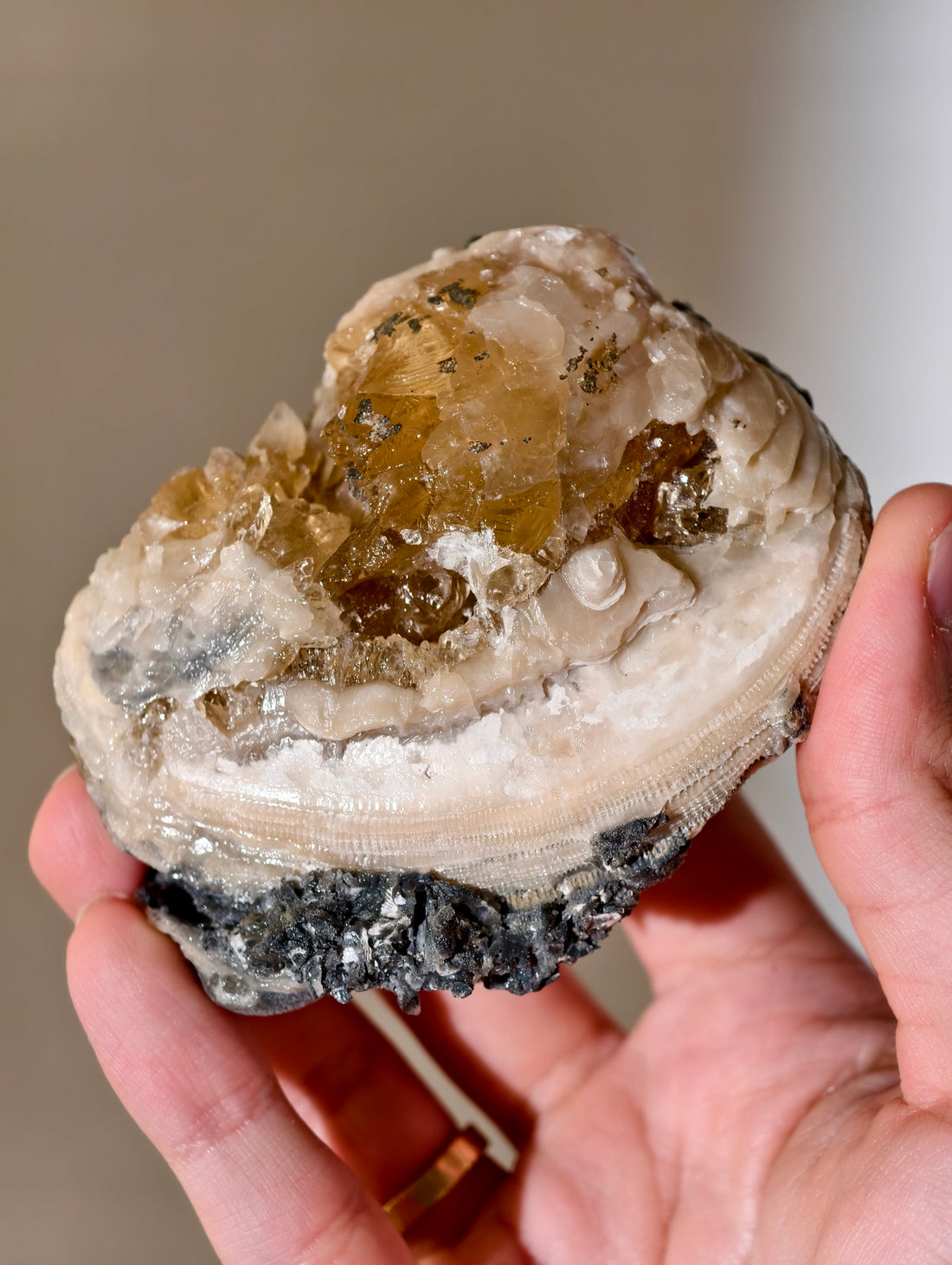 Kristallisierte Fossile Muschel mit Calcit aus Fort Drum, USA (UV Aktiv)
