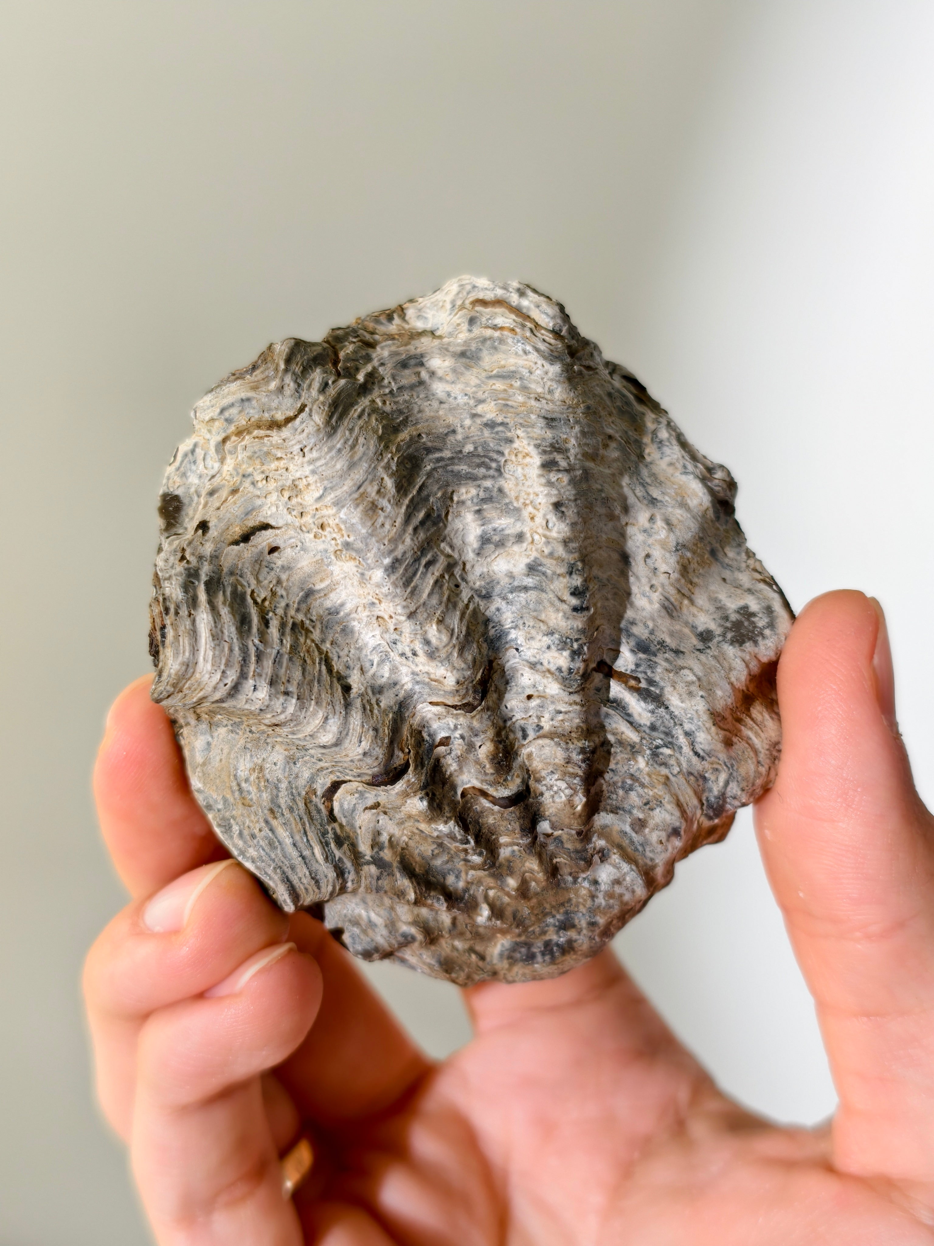 Fossile Riff-Auster Nicaisolopha nicasei aus Peru 77 Mio. Jahre
