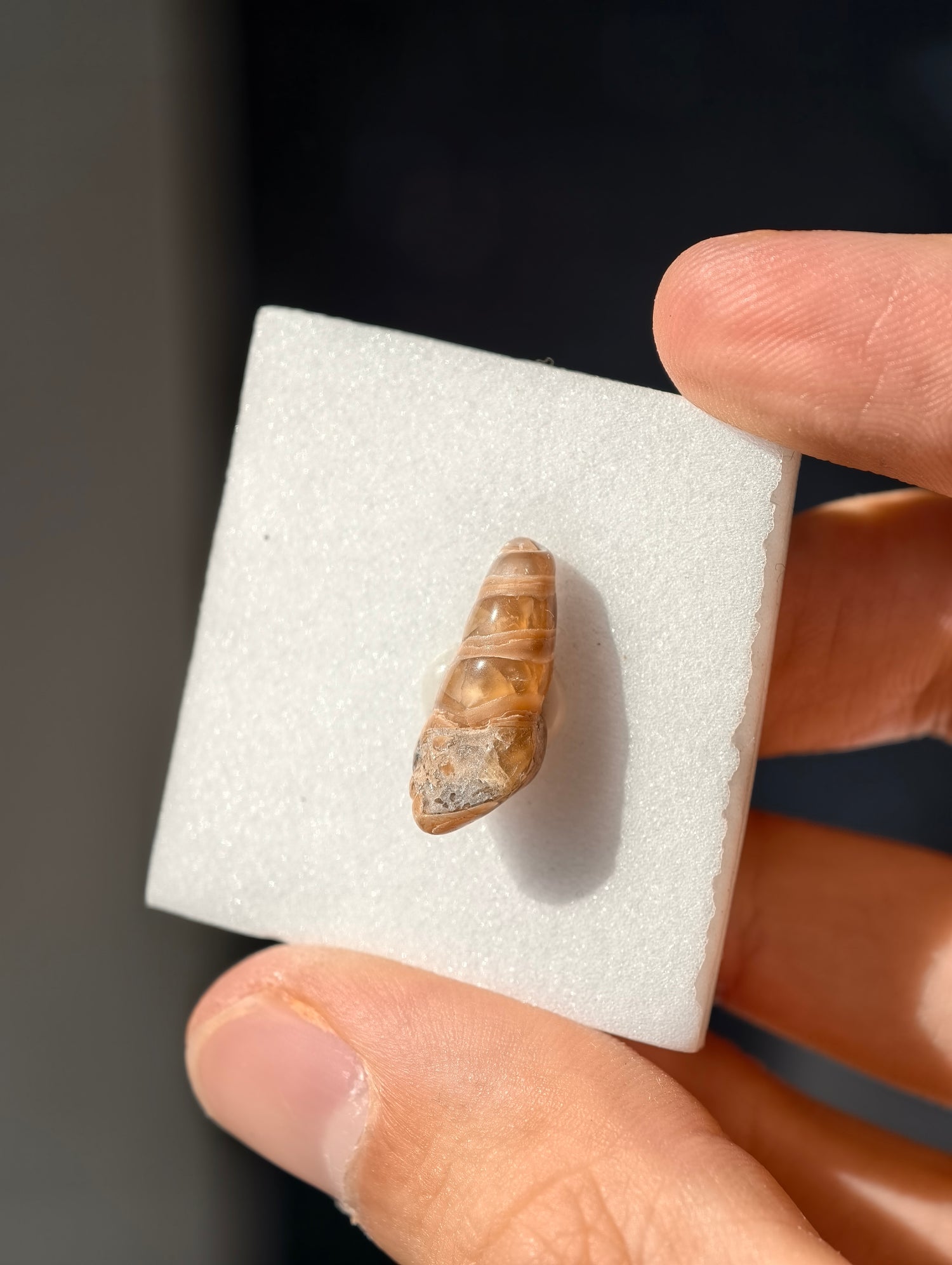 Achatisierte Schnecke Elimia tenera aus den USA 42 Mio. Jahre