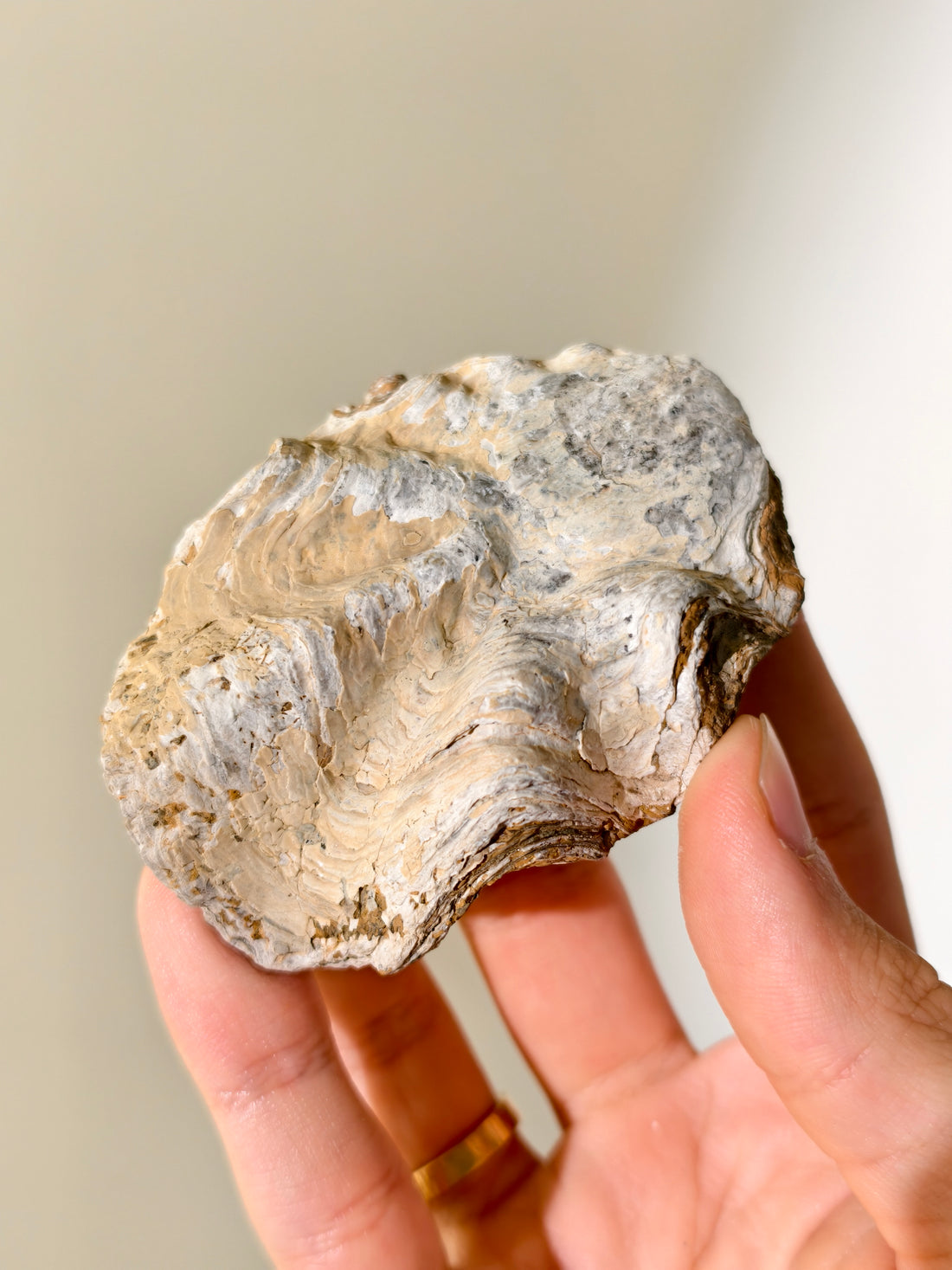 Fossile Riff-Auster Nicaisolopha nicasei aus Peru 77 Mio. Jahre
