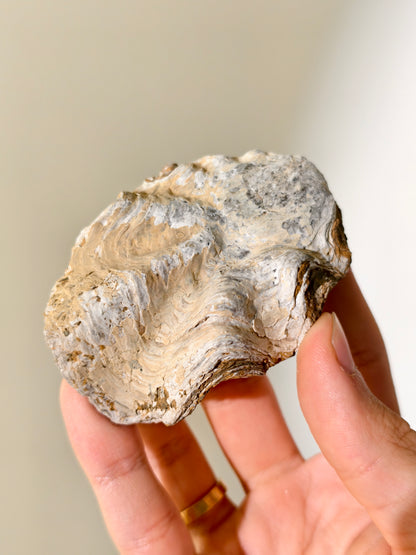 Fossile Riff-Auster Nicaisolopha nicasei aus Peru 77 Mio. Jahre