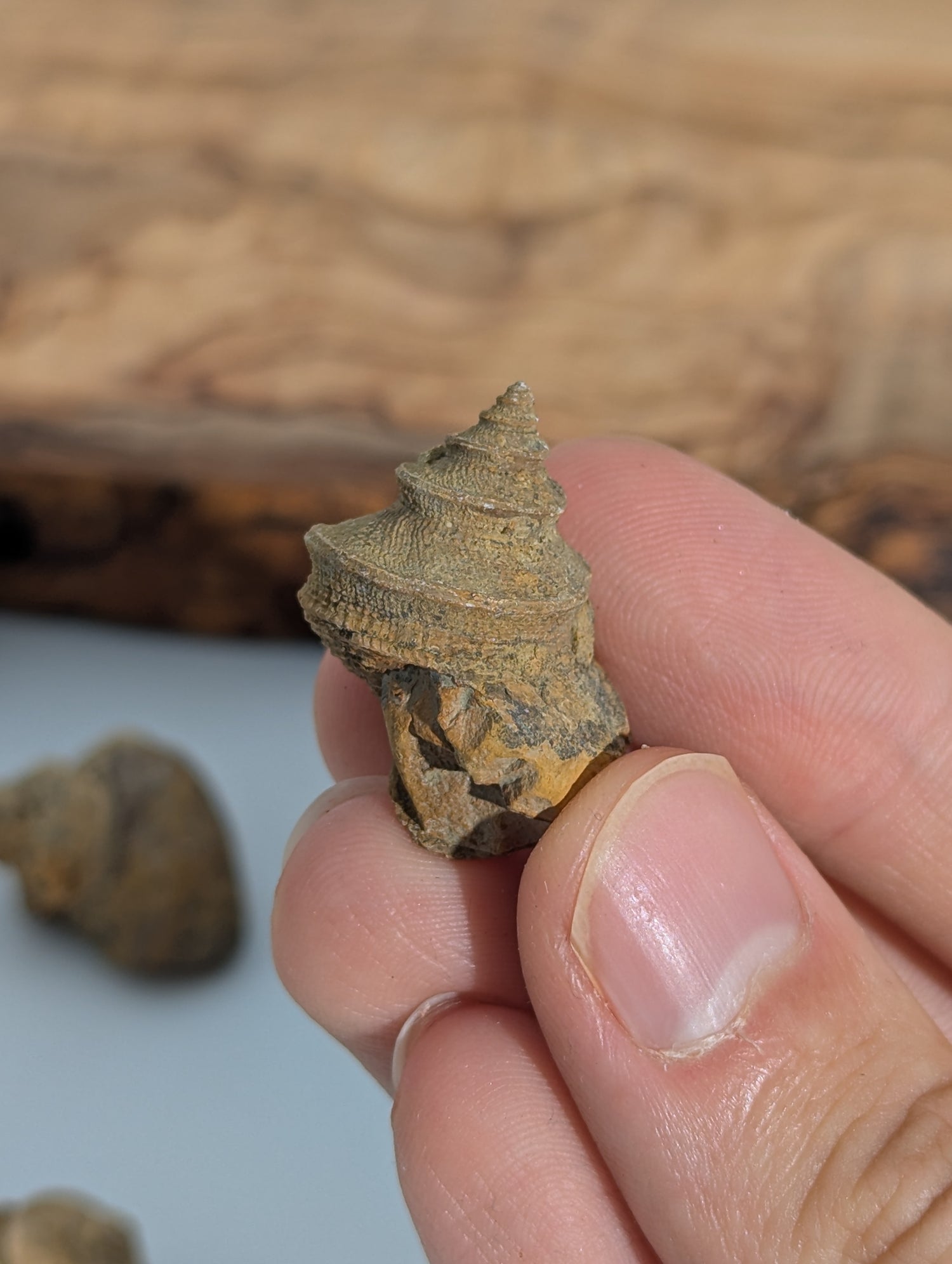 Muschel Fossil (Whortenia sp) 310 m.y.o USA