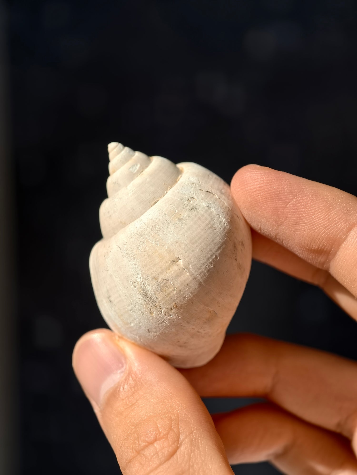 Fossile Meeresschnecke Natica angustata aus Frankreich 28 Mio. Jahre