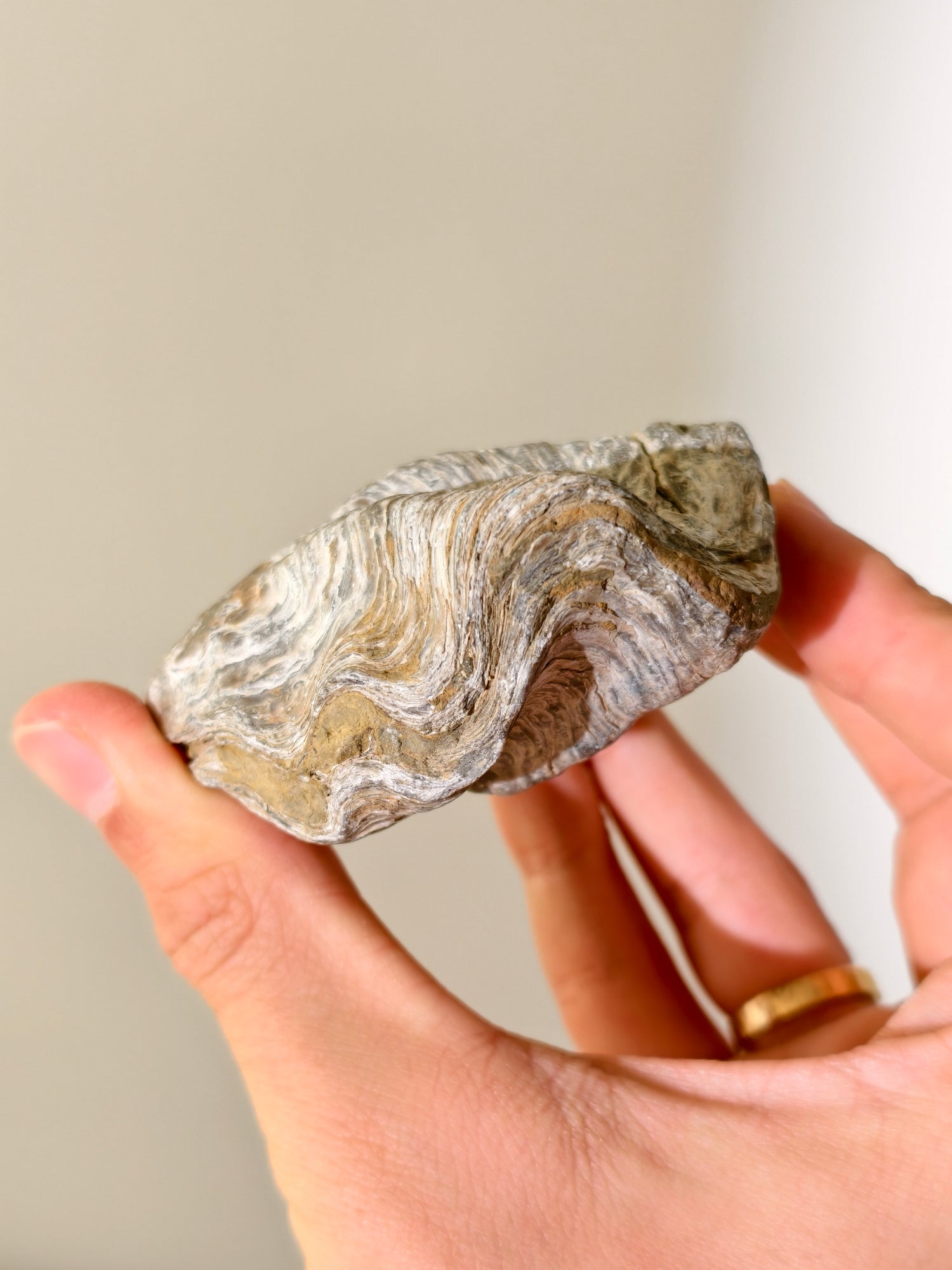 Fossile Riff-Auster Nicaisolopha nicasei aus Peru 77 Mio. Jahre