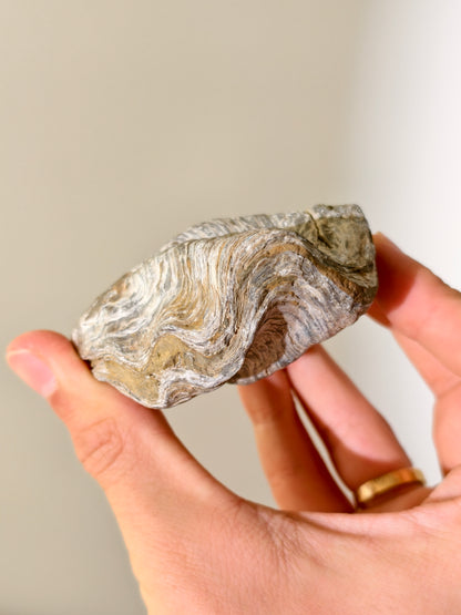 Fossile Riff-Auster Nicaisolopha nicasei aus Peru 77 Mio. Jahre