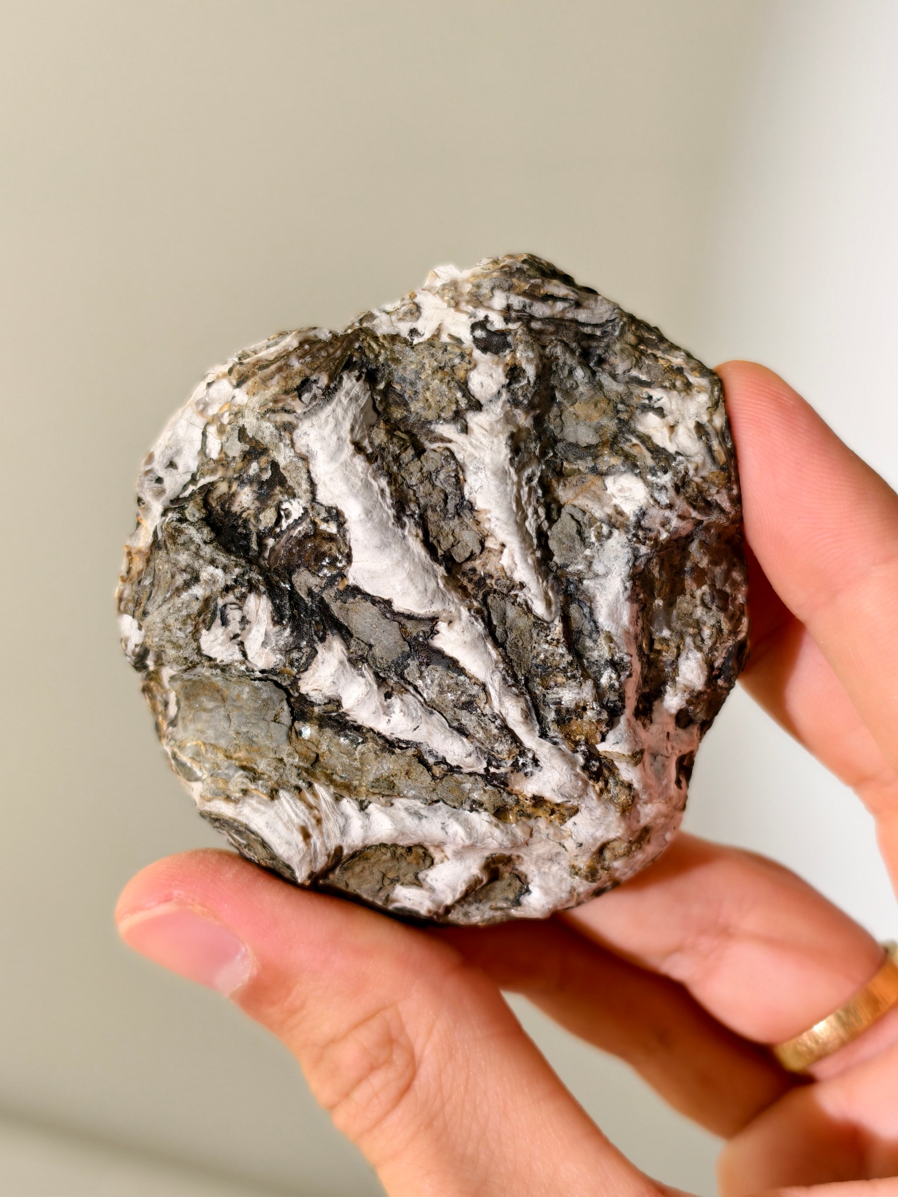 Fossile Riff-Auster Nicaisolopha nicasei aus Peru 77 Mio. Jahre