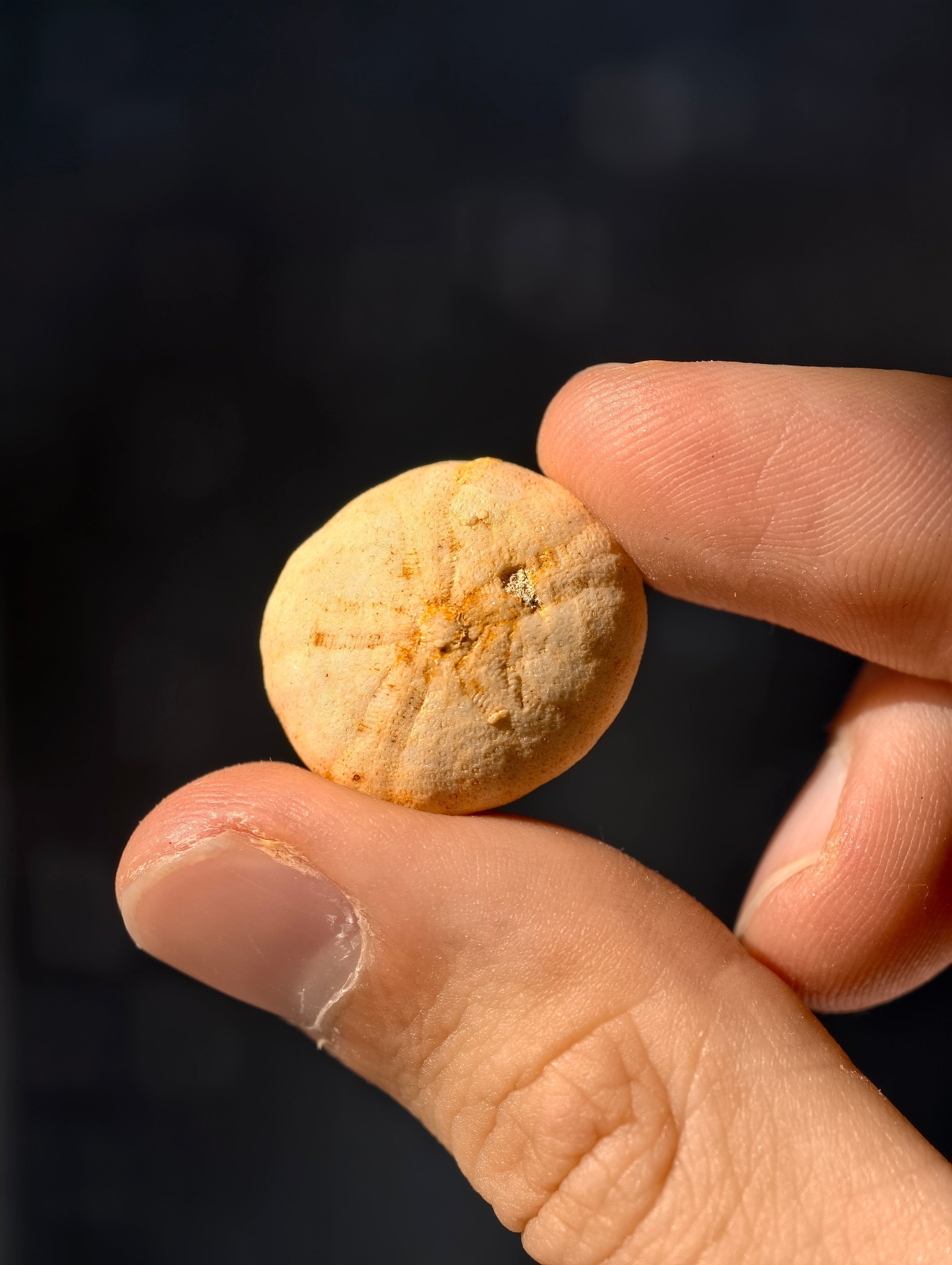Fossiler Seeigel (Sanddollar) Rotuloidea fimbriatum aus Marokko