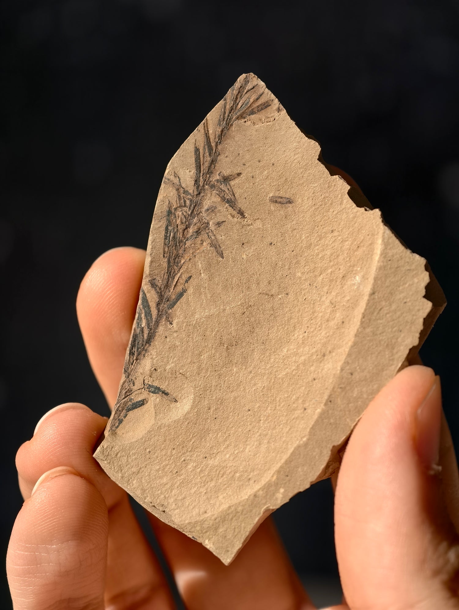 Fossile Urweltmammutbaum-Zweige Metasequoia sp. aus Kanada 42 Mio. Jahre