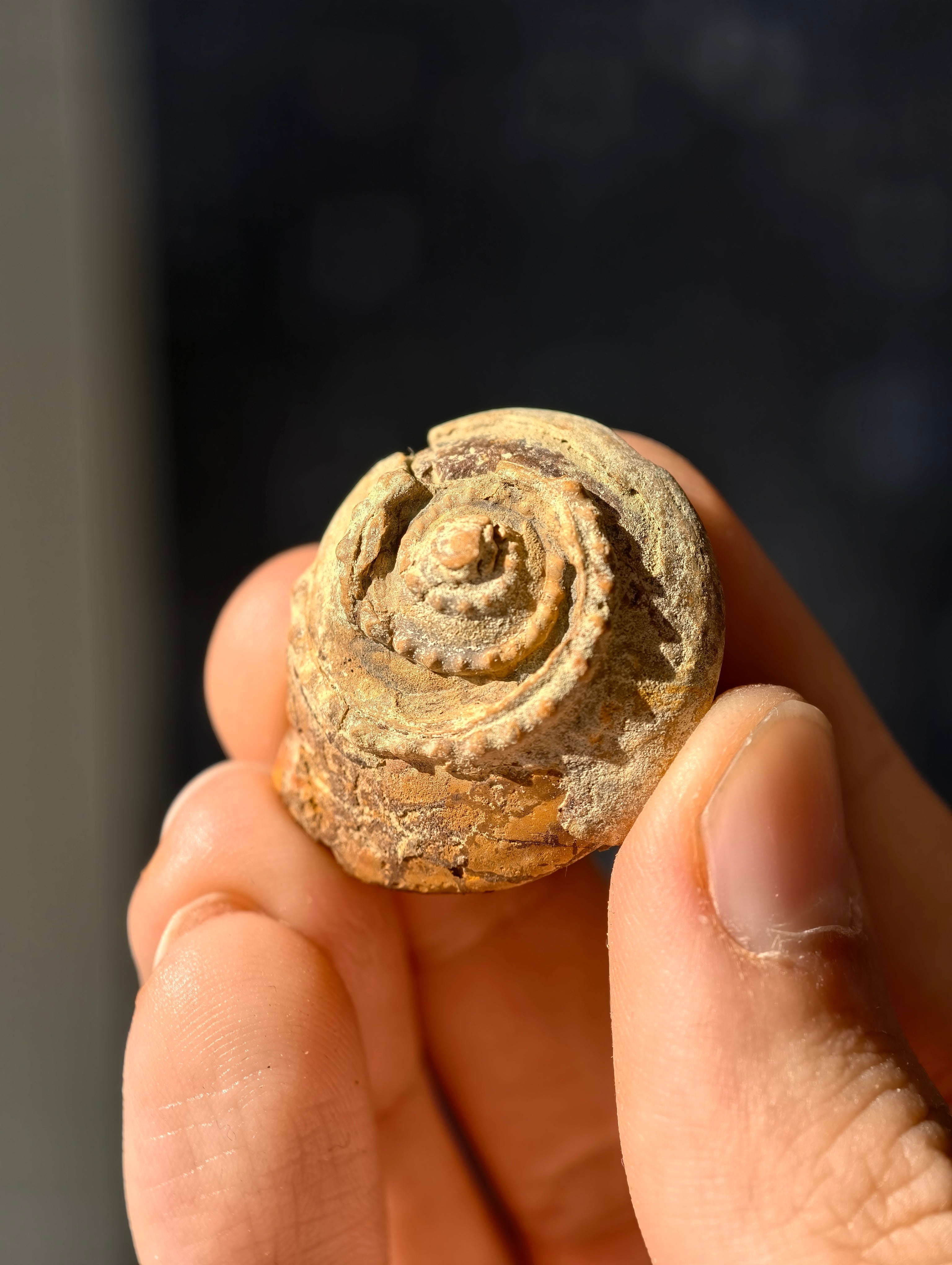 Uralte fossile Schnecke Trepospira sp. aus den USA 300 Mio. Jahre