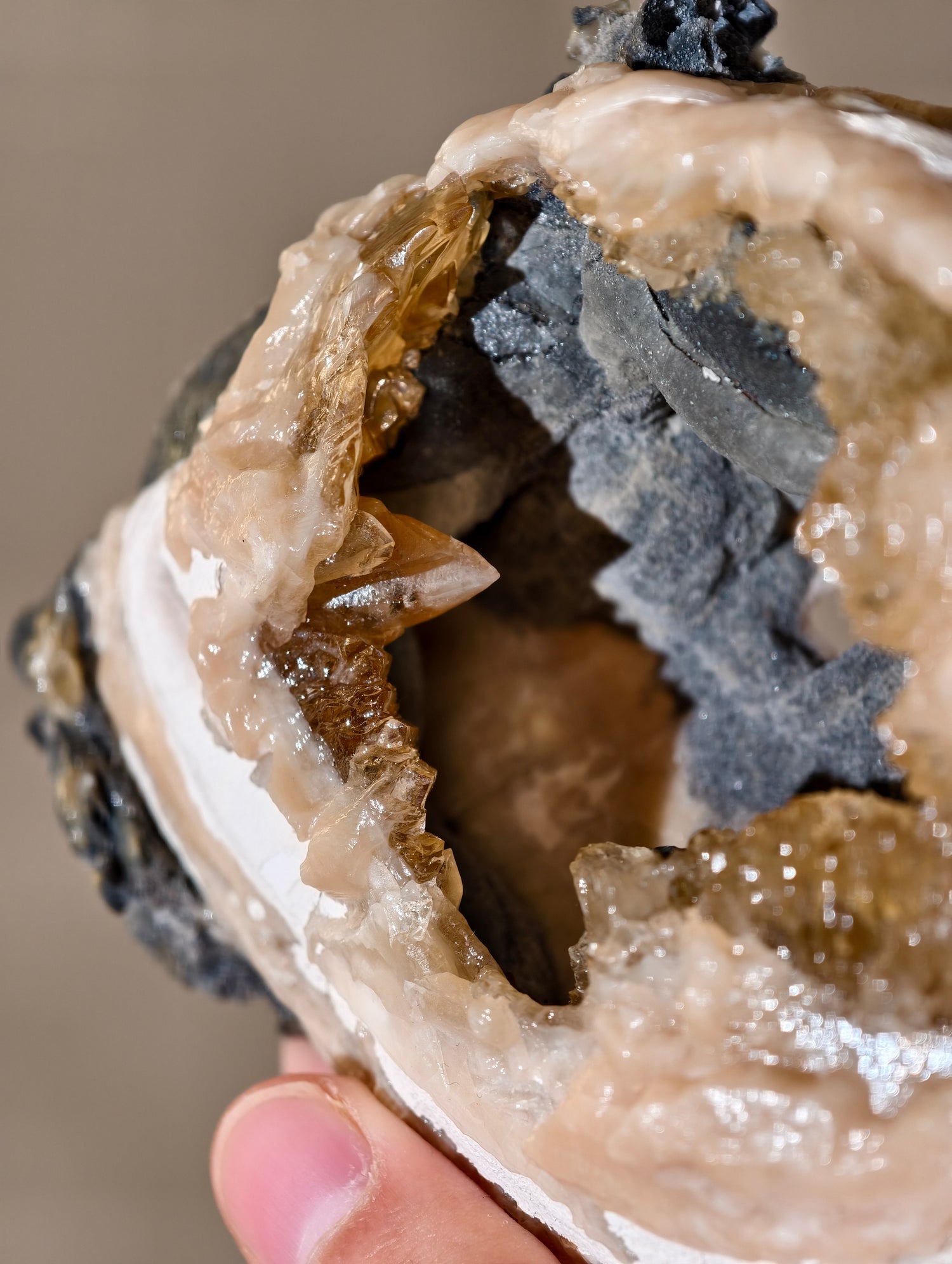 XL Kristallisierte Fossile Muschel mit Calcit aus Fort Drum, USA (UV Aktiv)
