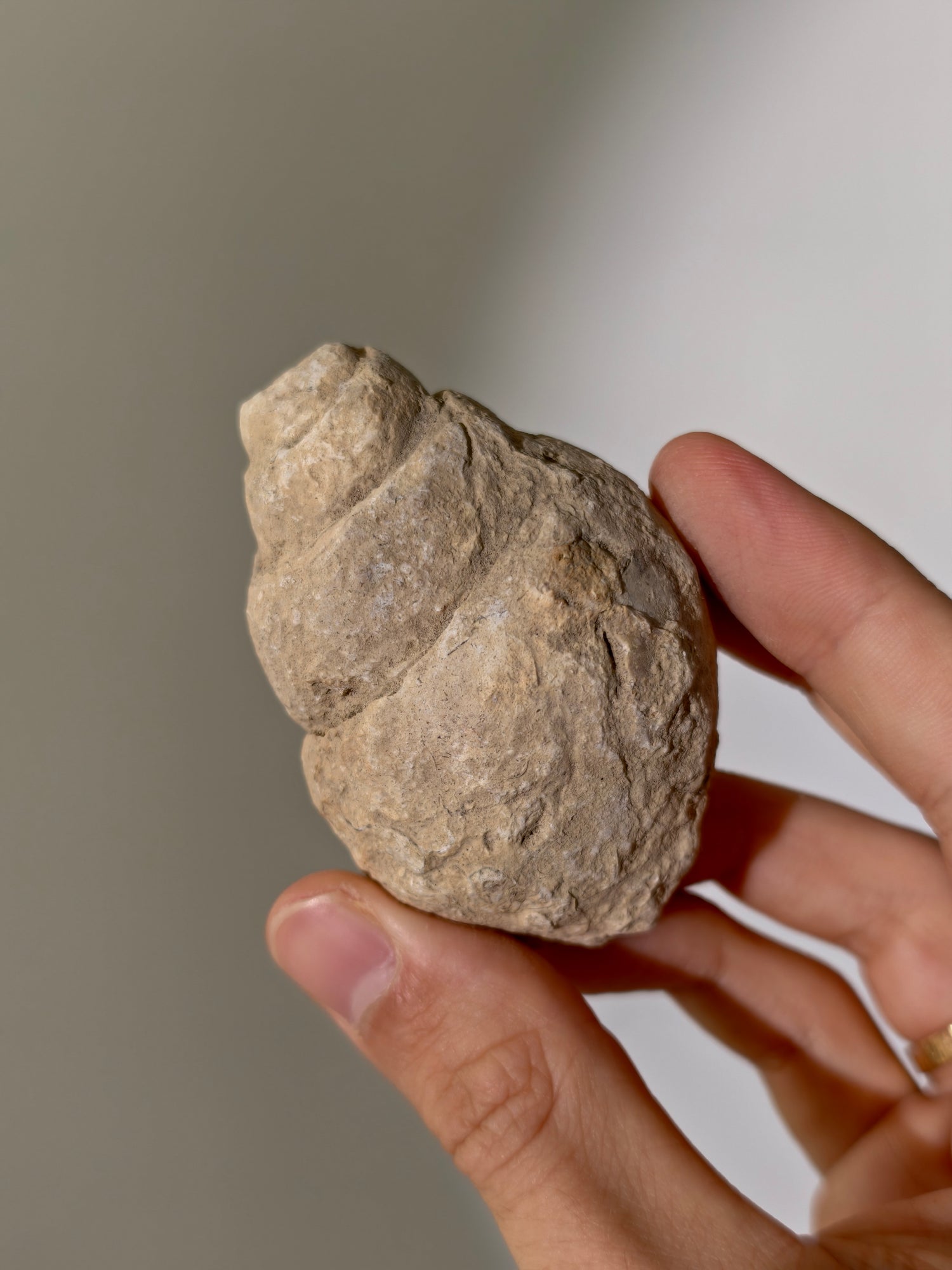 Fossile Riesenschnecken Tylostoma torrubiae aus Spanien 93 Mio. Jahre (Steinkern)