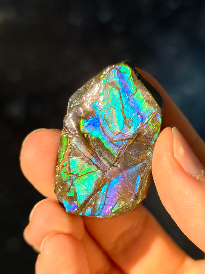 Ammolit Stück aus Kanada