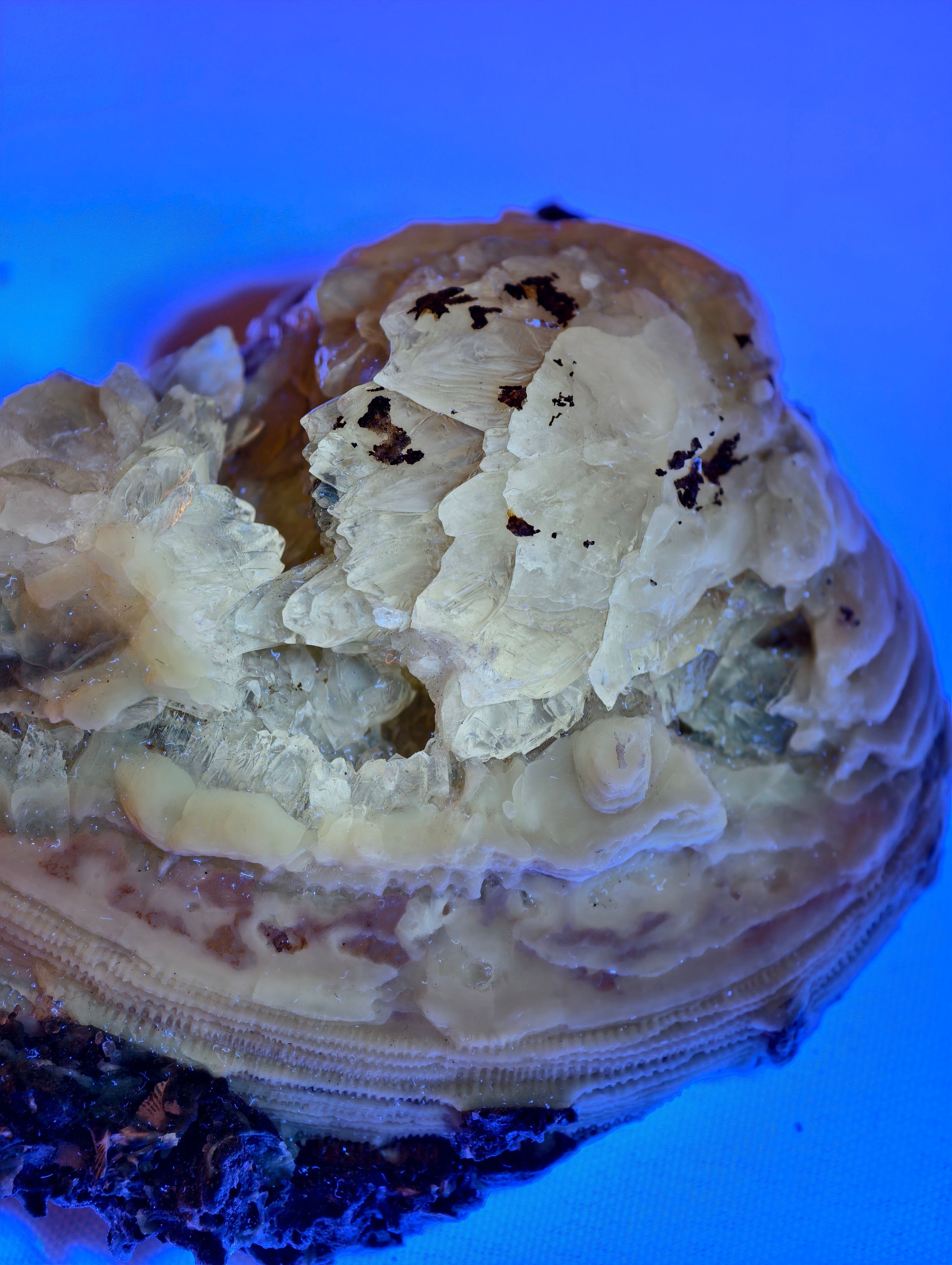 Kristallisierte Fossile Muschel mit Calcit aus Fort Drum, USA (UV Aktiv)