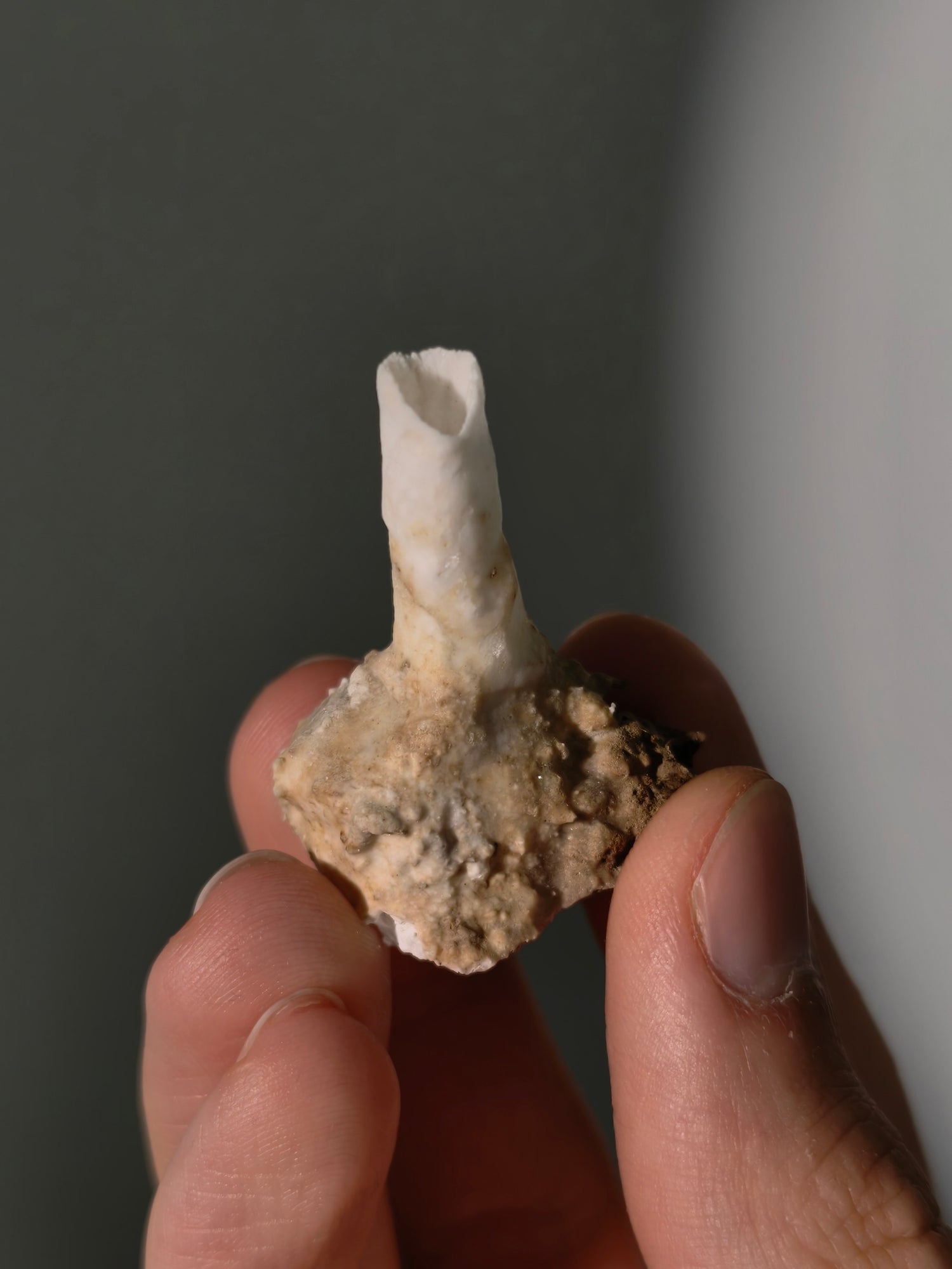 Becherförmiger Aragonit (Eisenblüte)