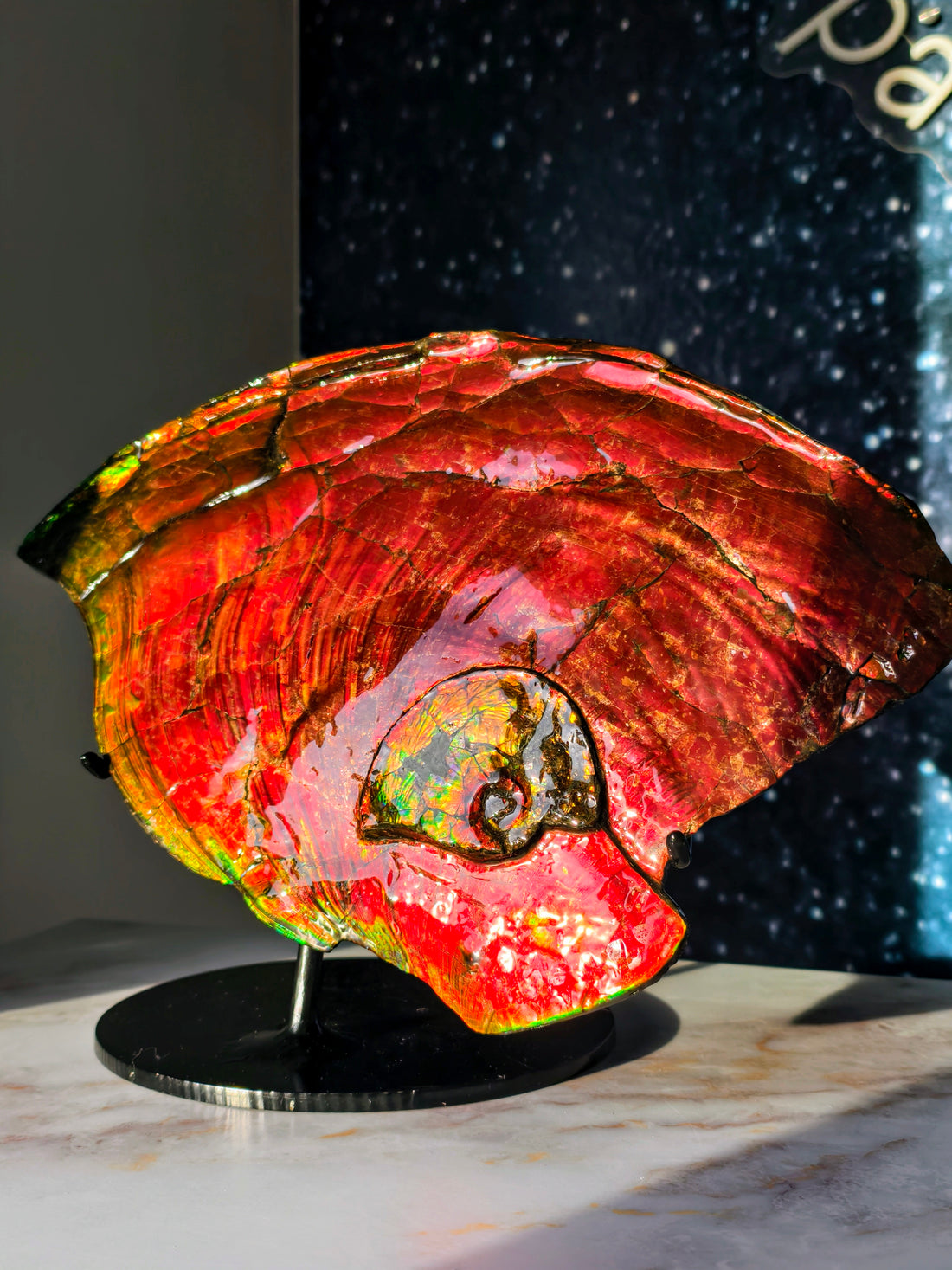 XXL Ammolit Ammonit aus Kanada AA-Qualität (Collector&