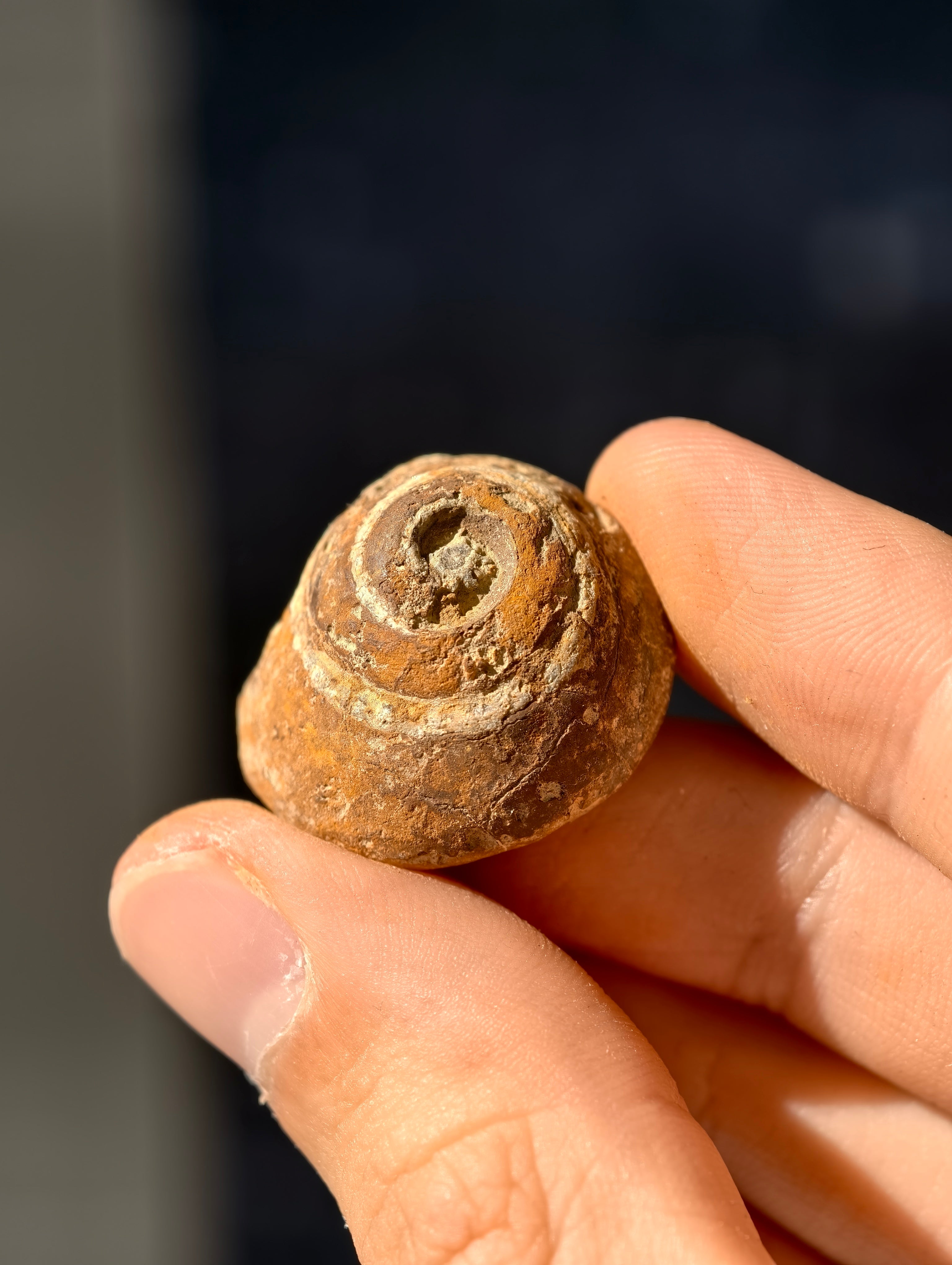 Uralte fossile Schnecke Trepospira sp. aus den USA 300 Mio. Jahre