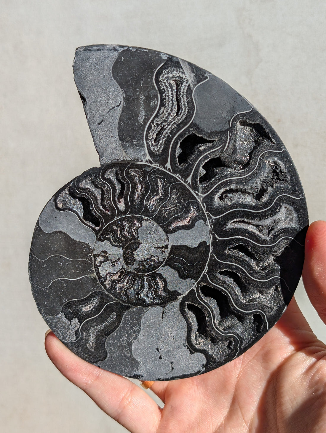 Schwarze Ammonit Fossilien (wähle aus)
