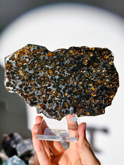 XL Serchio Meteorit Pallasit Scheibe mit Ständer ☄️
