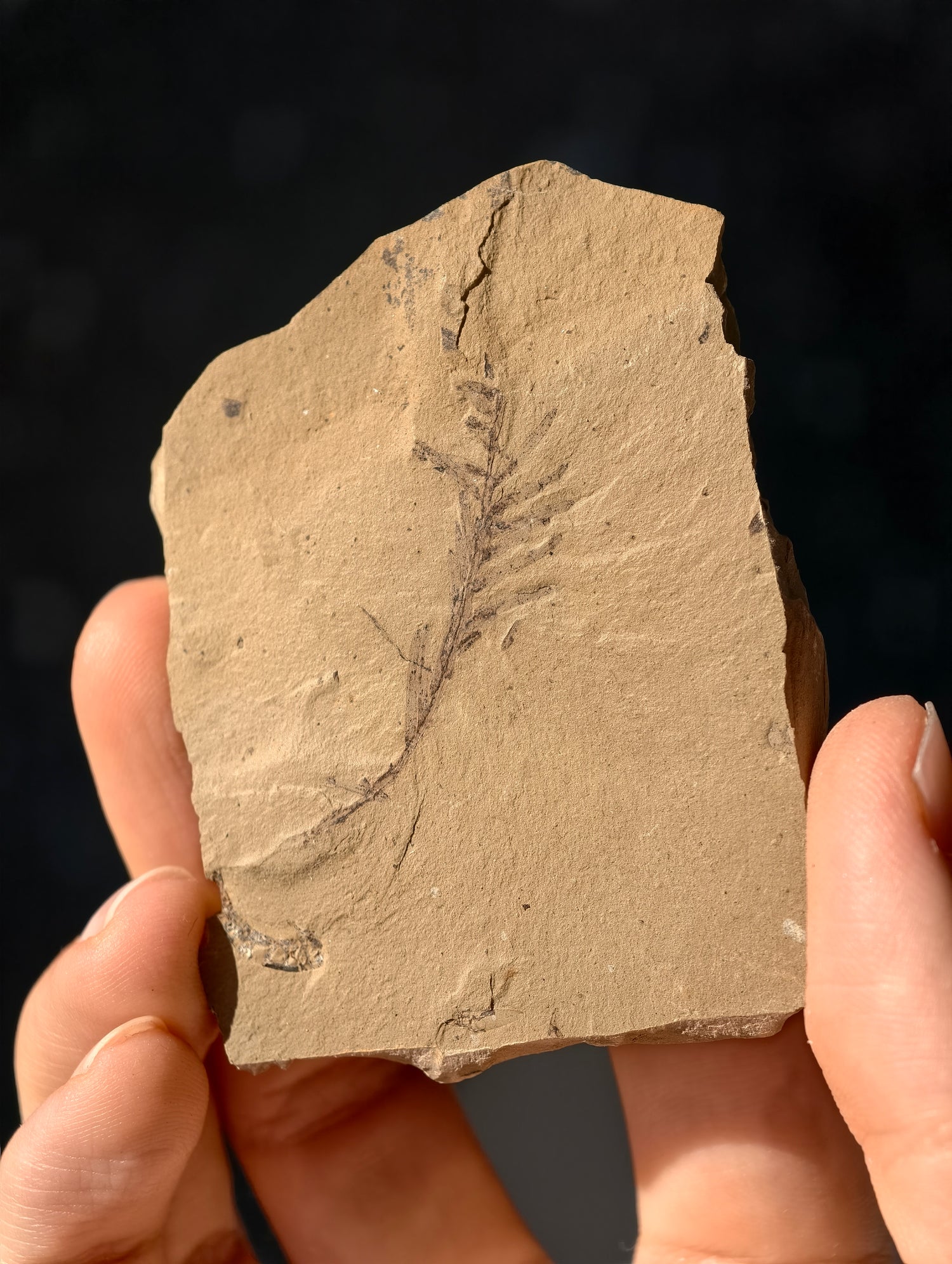 Fossile Urweltmammutbaum-Zweige Metasequoia sp. aus Kanada 42 Mio. Jahre