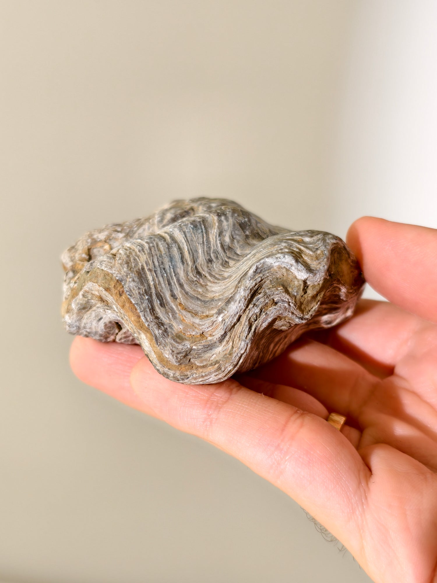 Fossile Riff-Auster Nicaisolopha nicasei aus Peru 77 Mio. Jahre