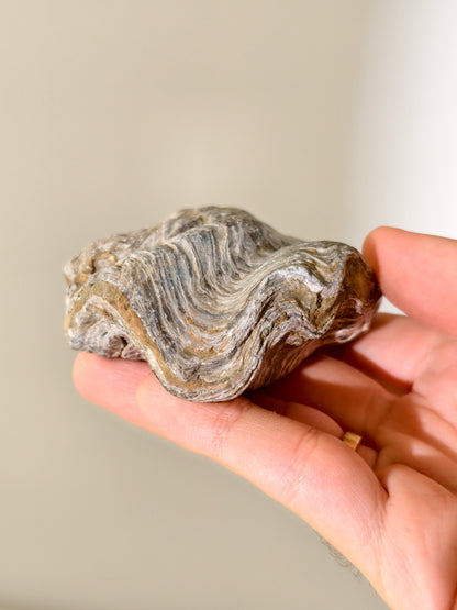 Fossile Riff-Auster Nicaisolopha nicasei aus Peru 77 Mio. Jahre
