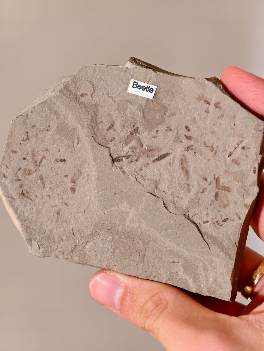 Fossiler Käfer aus den USA auf Matrix 42 Mio. Jahre