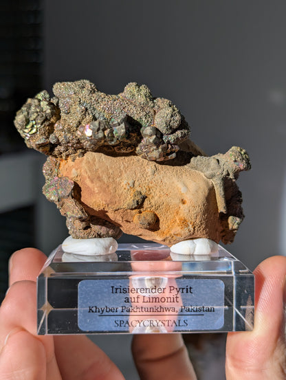 Irisierender Pyrit auf Limonit