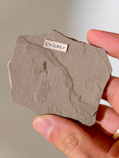 Fossile Grille aus den USA auf Matrix 42 Mio. Jahre